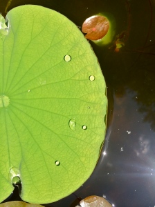 lily pad with drops